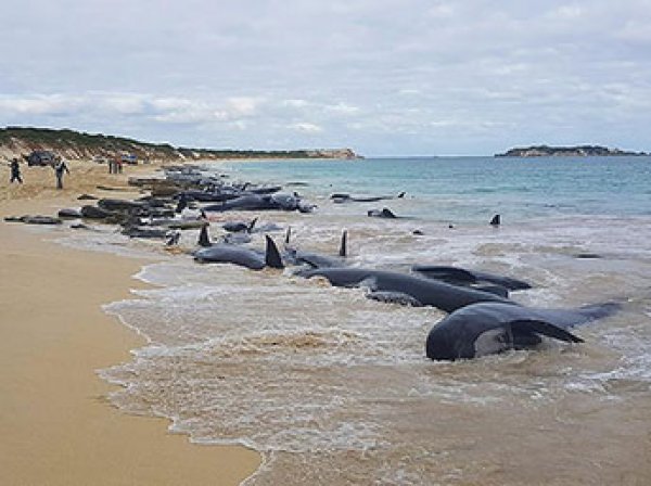Свыше 150 дельфинов выбросились на берег в Австралии, спасти удалось лишь 15