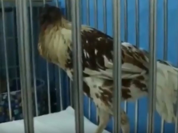 YouTube шокировало видео с курицей, которая уже неделю живет без головы
