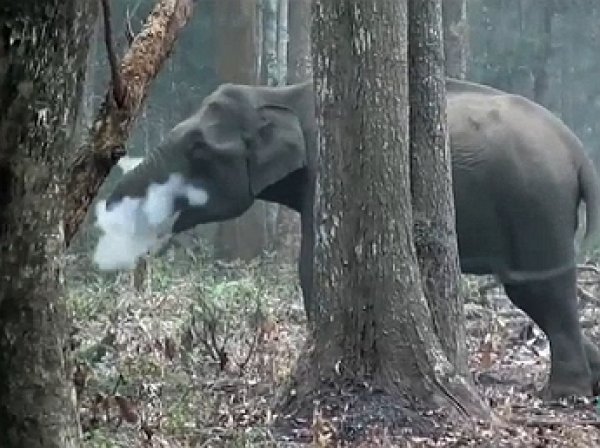 YouTube "удивило" видео с "курящей" в лесу слонихой
