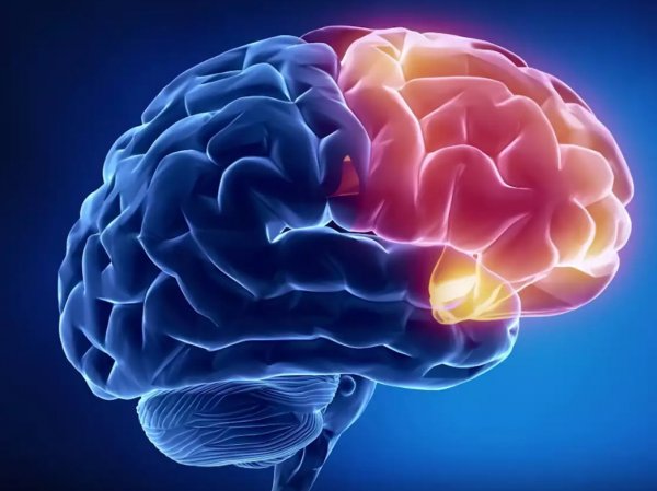 Ученые нашли способ предотвращения смерти мозга