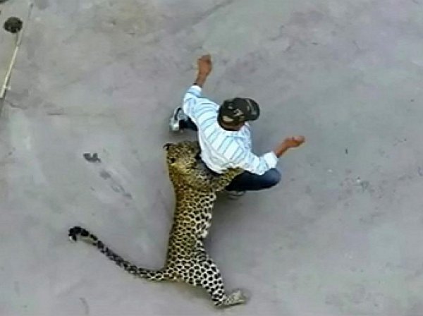 На YouTube попало видео нападения леопарда на мужчину на улице в Индии
