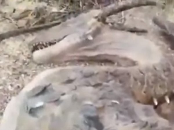 В Сети появилось видео с "трупом дракона" в горах Йемена