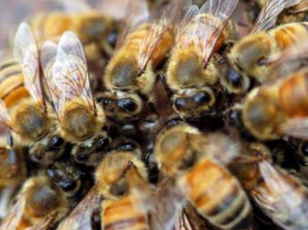 Во Внуково пассажиров самолета экстренно эвакуировали из-за нападения диких пчел