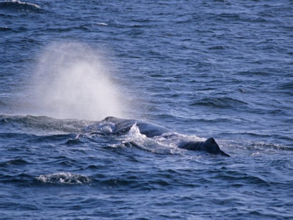 В водах Выборгского залива засняли горбатого кита