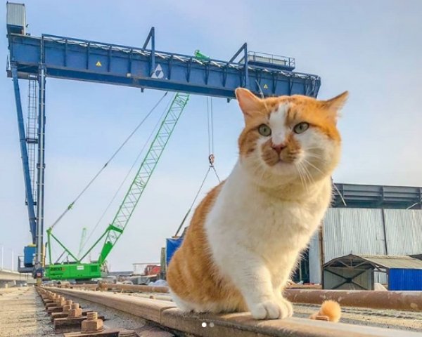Рыжий кот стал главной звездой Крымского моста в американских СМИ