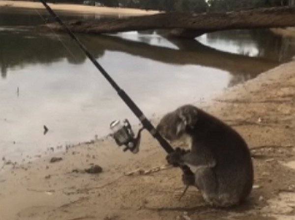 Австралийская коала стала звездой YouTube, освоив азы рыбной ловли