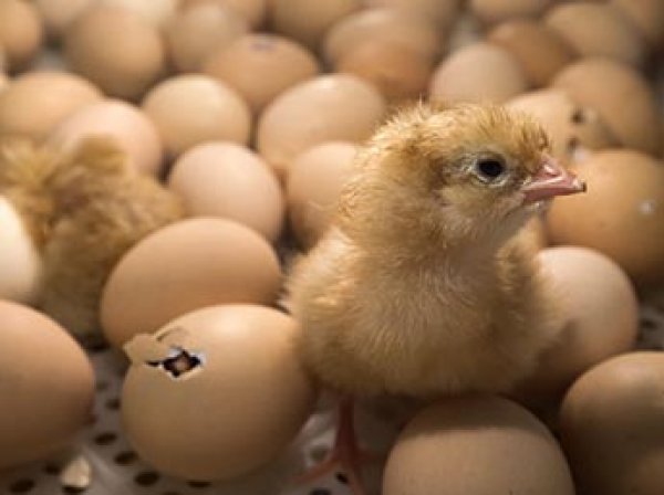 В Грузии из выброшенных на свалку яиц вылупились тысячи цыплят