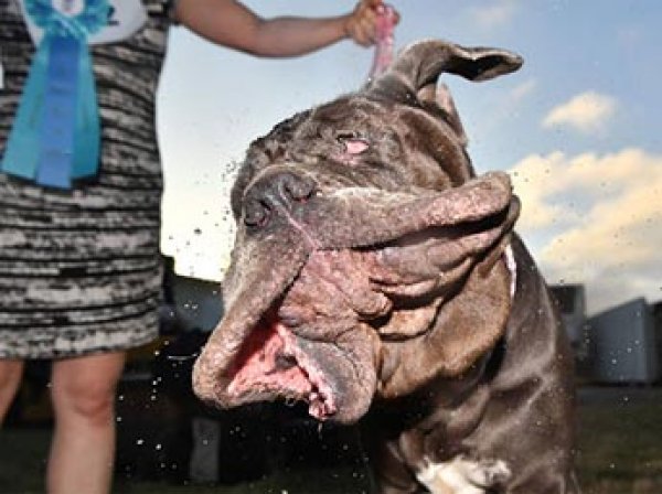 Английский бульдог Жа Жа признан самой уродливой собакой в мире