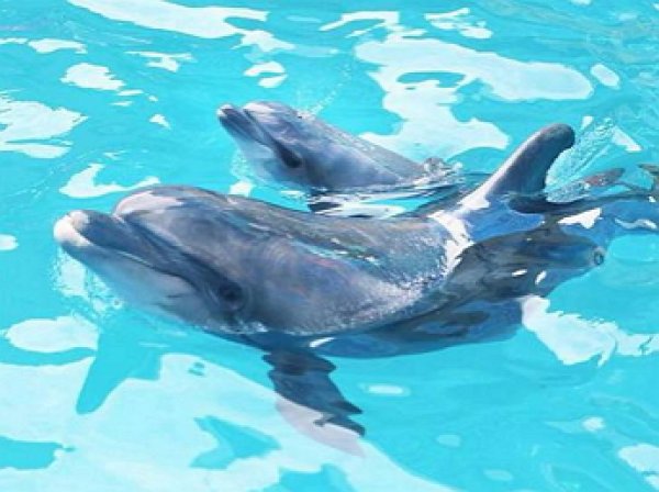 На YouTube появилось видео, как самка дельфина родила прямо во время выступления
