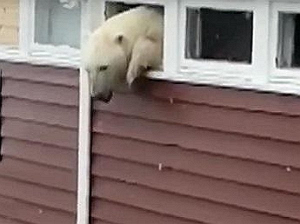 На YouTube попало видео, как объевшийся полярный медведь застрял в окне отеля