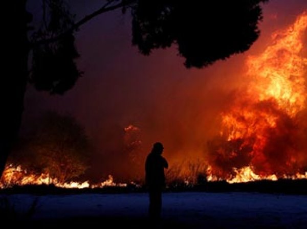 Из-за лесных пожаров в Греции погибли 50 человек