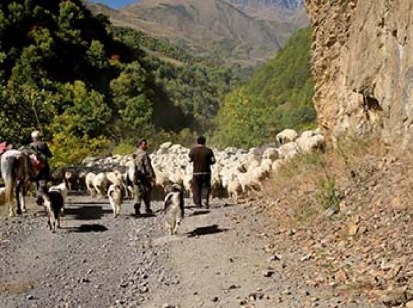 В Грузии 19-летний пастух убил семью из США вместе с маленьким ребенком