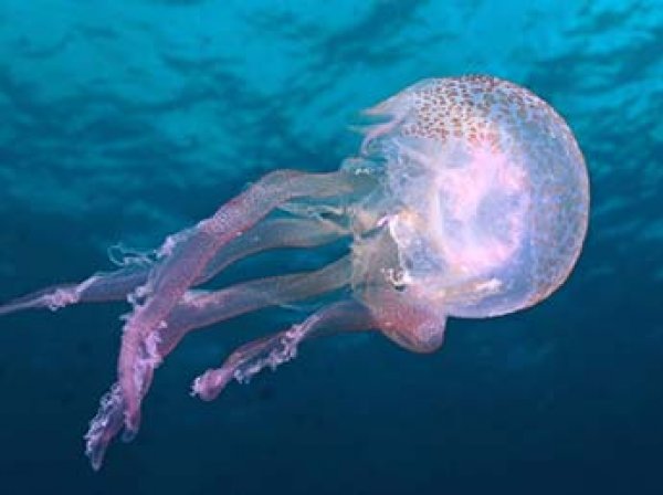 На Филиппинах медуза убила семилетнюю чемпионку по плаванию