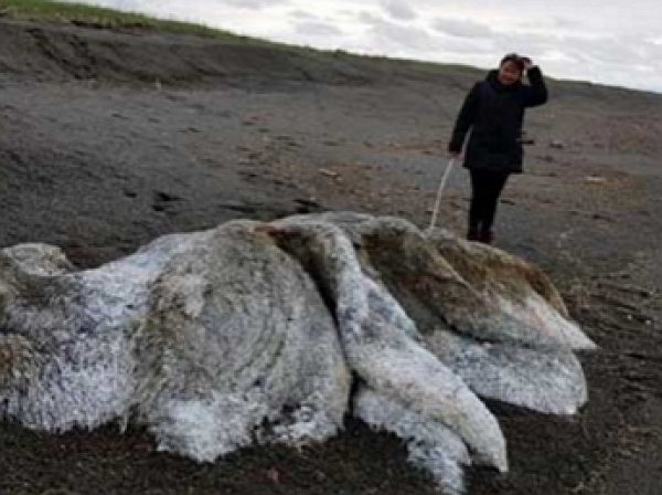На Камчатке море выбросило неизвестного «волосатого монстра»