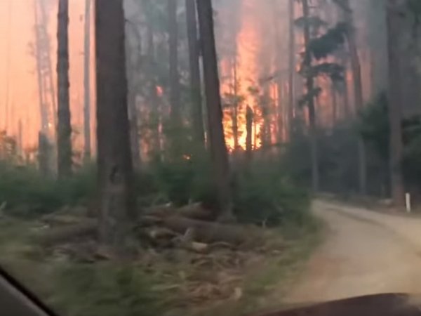 Отец и сыном засняли на YouTube видео, как выбирались из горящего леса на машине