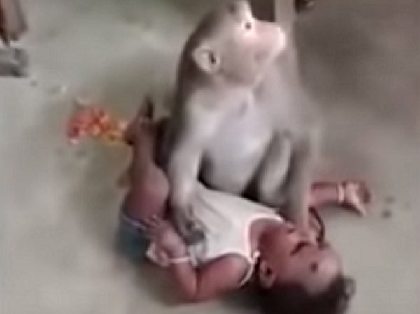 В Индии макака похитила младенца и не хотела отдавать