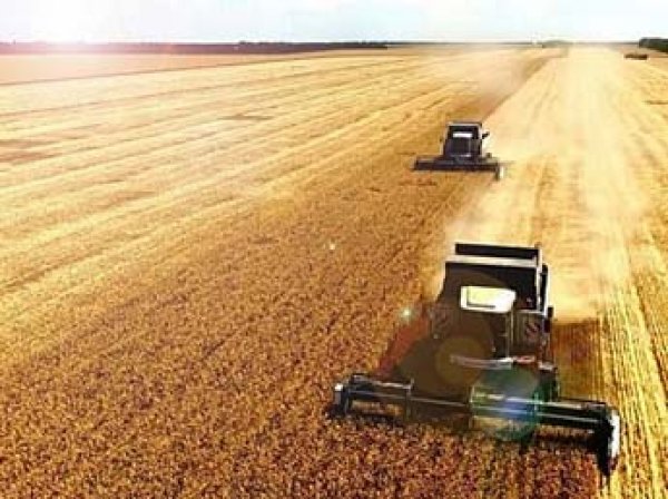 ИноСМИ увидели угрозы фермерам США в рекордном урожае пшеницы в России