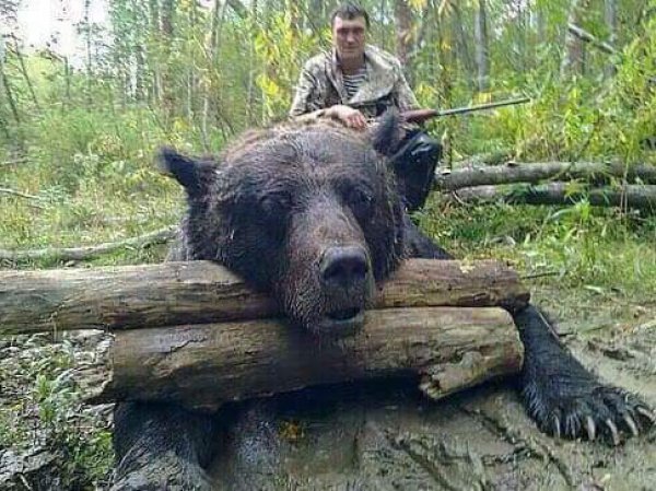 самый большой убитый медведь