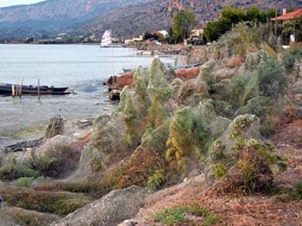 Нашествие пауков в Греции: паутина окутала популярный курорт