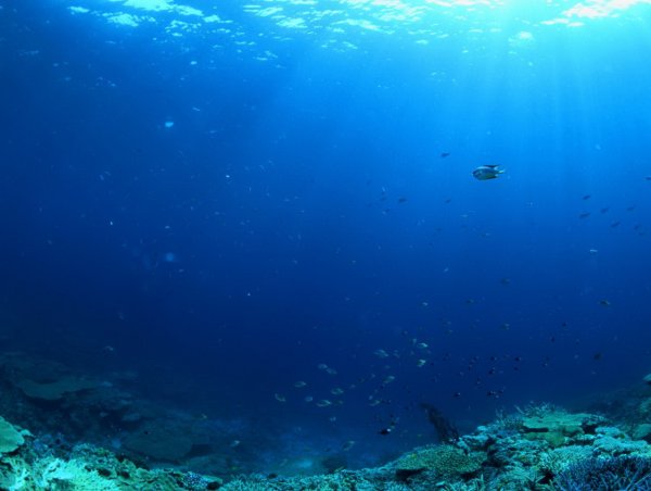 Уфологи нашли загадочные следы на самом дне Тихого океана, засняв их на фото