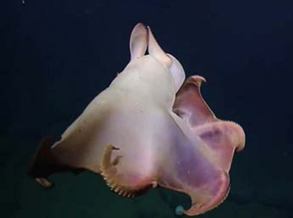 У берегов США сняли на видео редкого "ушастого" осьминога