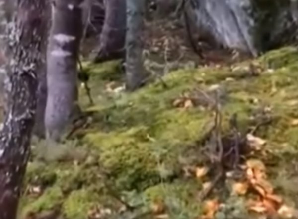 Жуткое "дыхание земли" в канадском лесу засняли на видео
