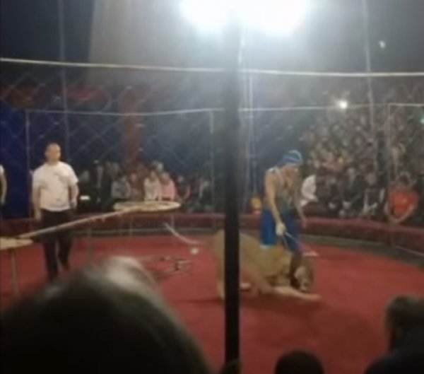 Опубликовано видео нападения львицы на ребенка в цирке на Кубани