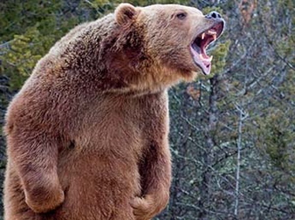 Медведь насмерть загрыз женщину с ребенком в Канаде