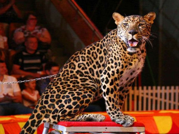 Нападение леопарда на девочку в фойе цирка в Москве попало на видео
