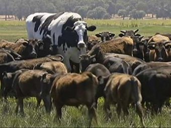 В Австралии нашли аномально крупного быка по кличке Трусики