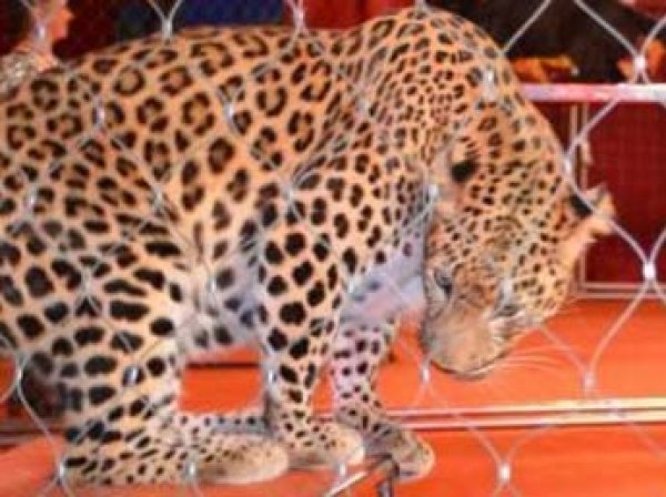 Леопард набросился на ребенка в фойе московского цирка