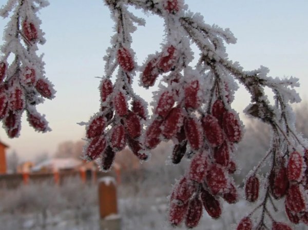 На этой неделе в Россию придут 33-градусные морозы