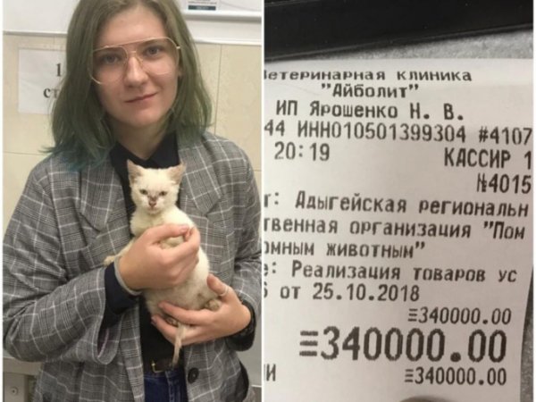 В Адыгее девушка оплатила долг приюта для животных в 340 тысяч рублей, чтобы отдать туда котенка