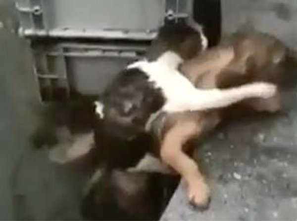 Видео дня: пес спас тонущего кота