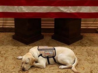 Трогательное фото пса Джорджа Буша, который не отходит от его гроба, стало вирусным в Сети