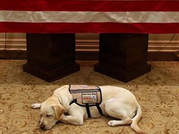 Трогательное фото пса Джорджа Буша, который не отходит от его гроба, стало вирусным в Сети