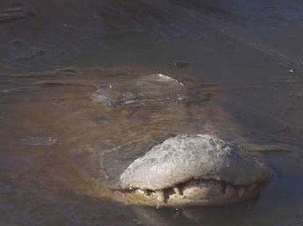 Сеть взорвало видео вмерзших в лед крокодилов в США