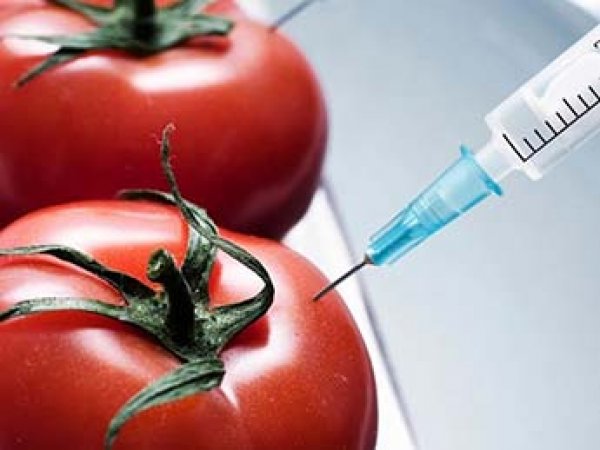 Ученые выяснили, как продукты с ГМО влияют на ДНК человека