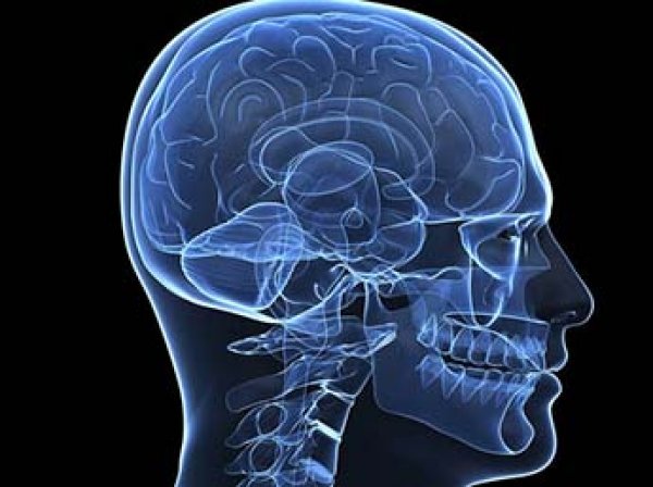 Ученые нашли способ улучшить работу мозга и память