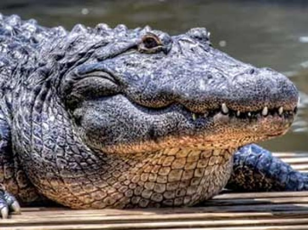 Крокодил заживо съел охотника на глазах у племянника