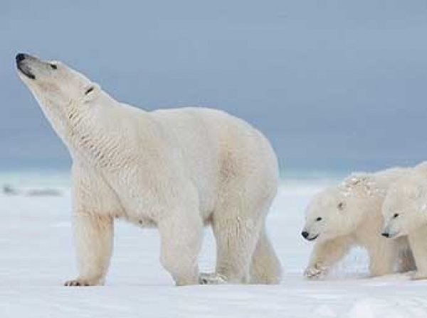 "Хозяева архипелага": на Новой Земле ввели режим ЧС из-за массового нашествия белых медведей
