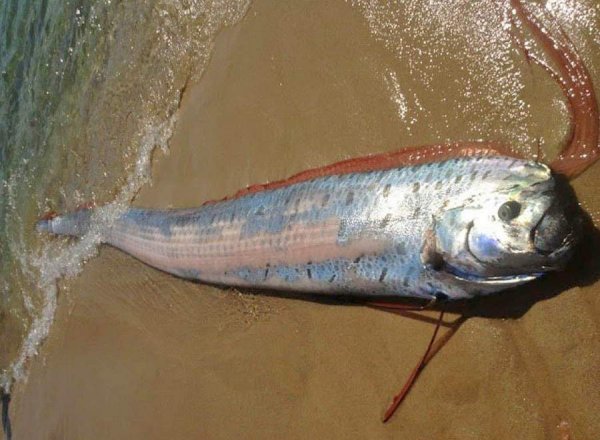 "Страшная примета": в Японии поймали гигантскую рыбу - предвестницу цунами (ФОТО)