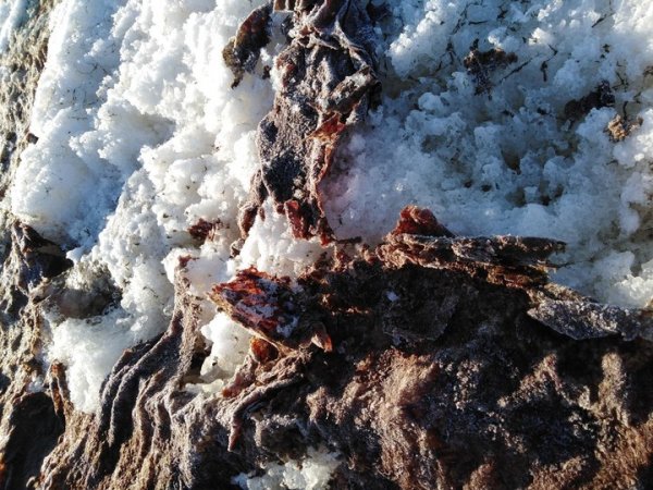 В Тверской области лыжник наткнулся на залитое кровью поле