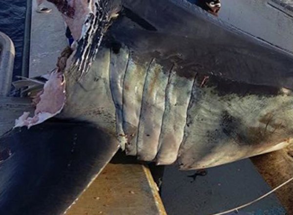 В Австралии рыбак выловил откушенную голову акулы-людоеда весом в 100 кг (ФОТО)