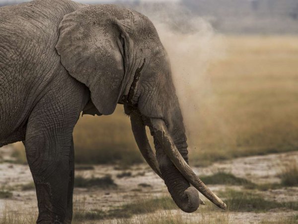В ЮАР слон растоптал браконьера, охотившегося на носорога, после чего его растерзал прайд львов