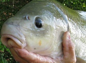 Рыбак поймал столетнюю золотую рыбу-мутанта (ФОТО)
