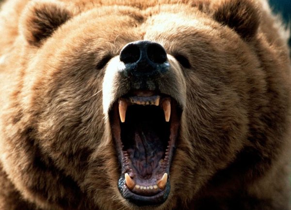 Истерзанный медведем житель Тувы чудом выжил, пролежав месяц в берлоге как запас еды (ФОТО)