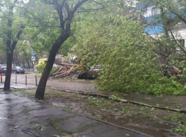 В центре Москвы деревом задавило ребенка (ВИДЕО)