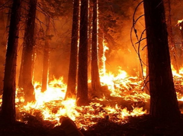 "Бороться бессмысленно и даже вредно": площадь лесных пожаров в Сибири достигла размеров Крыма