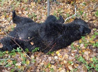 В Хабаровском крае медведь разрыл могилу и утащил покойника с кладбища